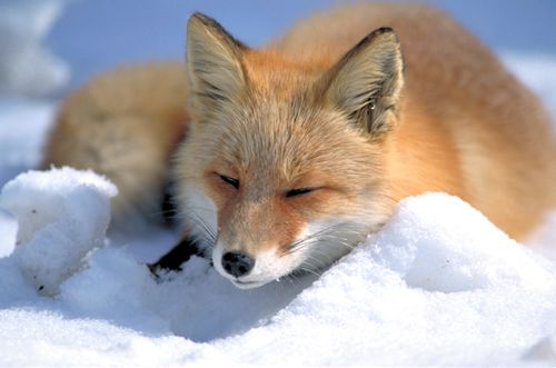 File:Red fox in Shiretoko.jpg
