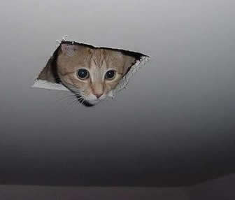 File:Hezbucho-stalker-kitty.jpg