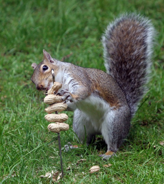 File:Sophisticated squirrel.jpg